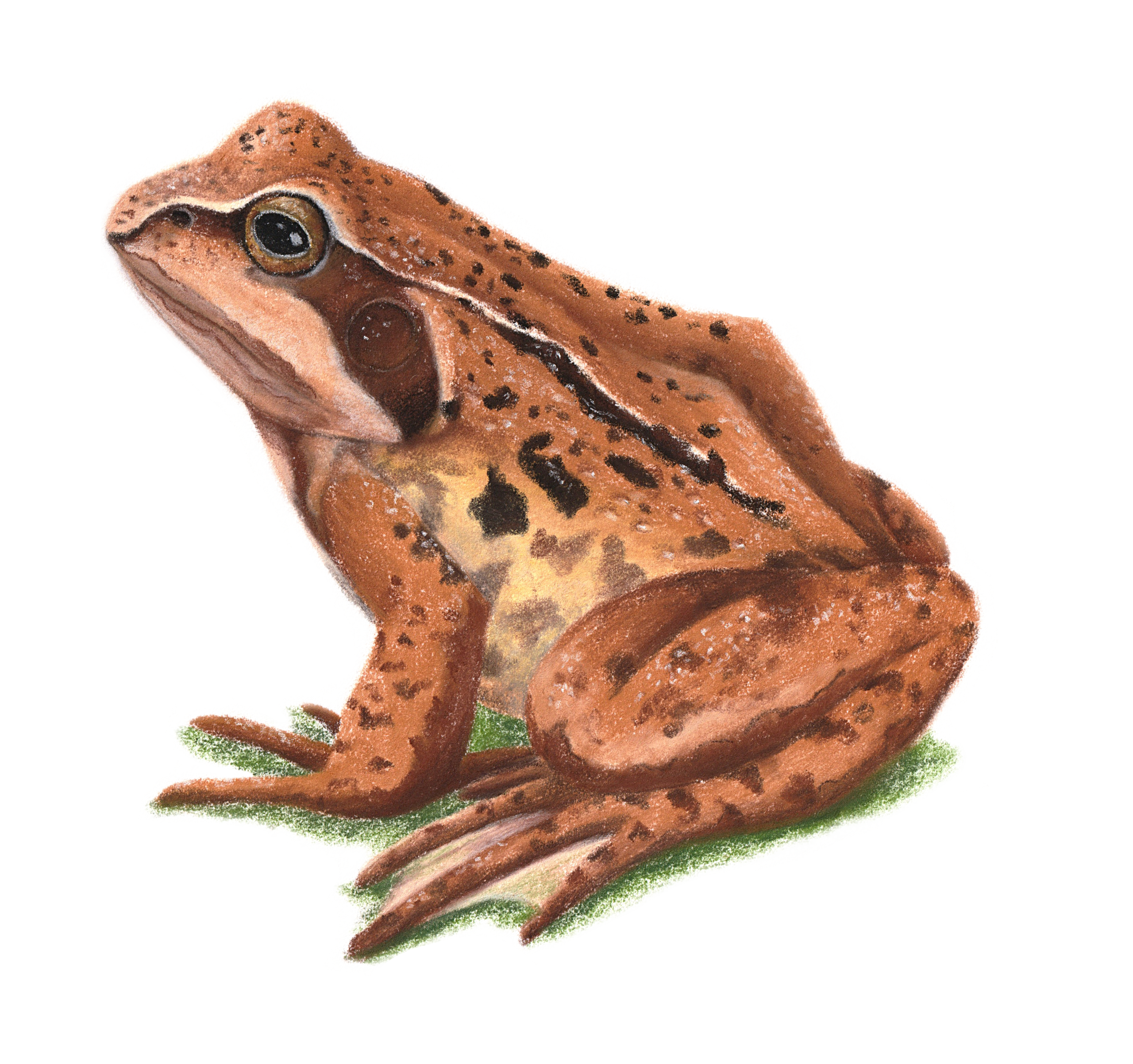 Les grenouilles – Image 3
